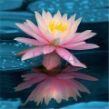 Extract din floare de lotus 